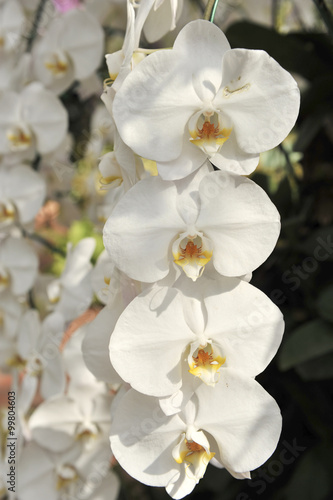 white Orchid