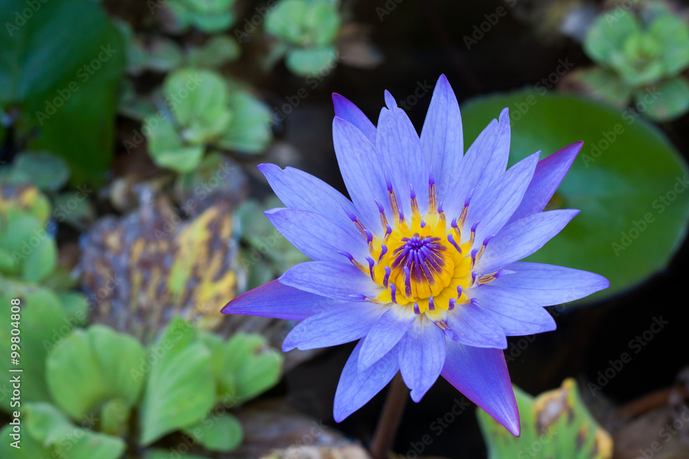 Purple lotus flower are in full bloom beautifully. Purple lotus flower are in full bloom beautifully.