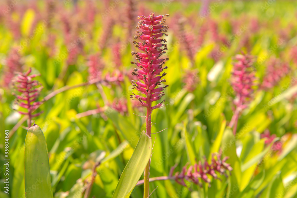 colorful of Bromeliad flower in agricultural farm