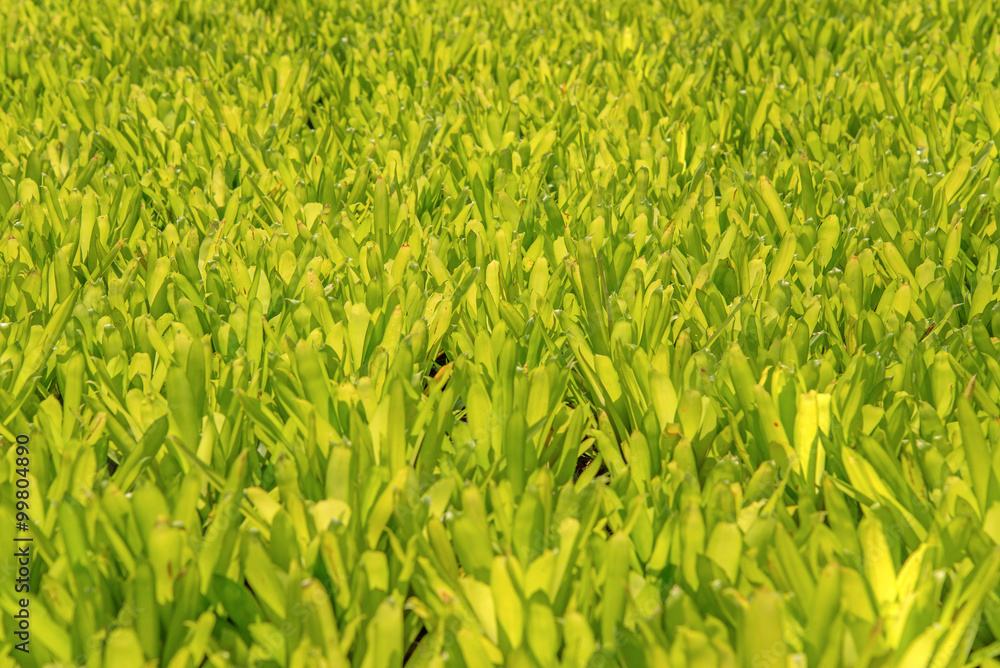 green leaf in agricultural farm for background green leaf in agricultural farm for background