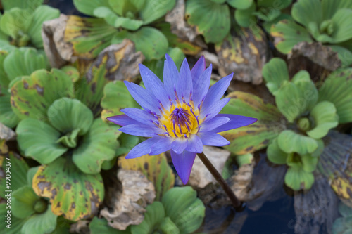 Purple lotus flower are in full bloom beautifully. © kunpisit