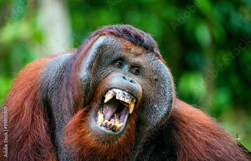 The adult male of the Orangutan. The orangutan yawns, widely having opened a mouth and showing canines. photo