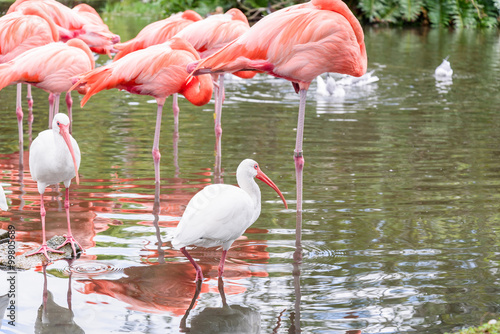 The pink Flamingo bird and the White Ibis on the lake in the par