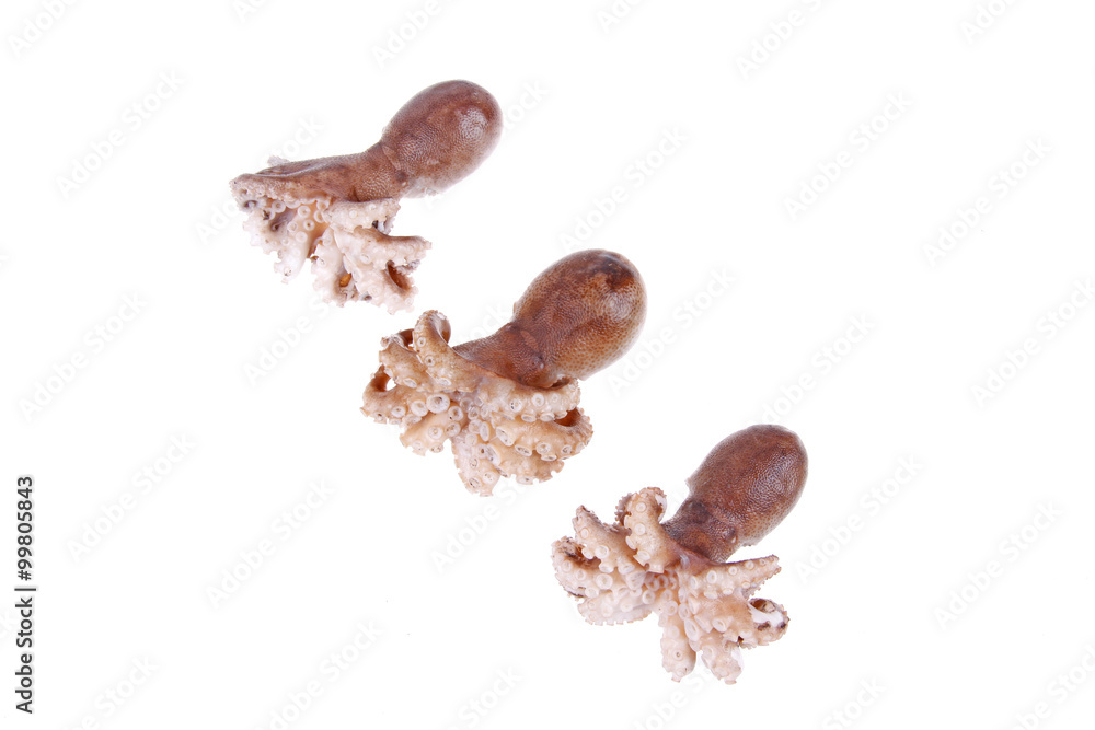 Obraz premium Octopus