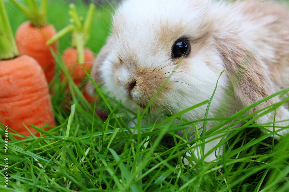 Fototapeta premium bunny