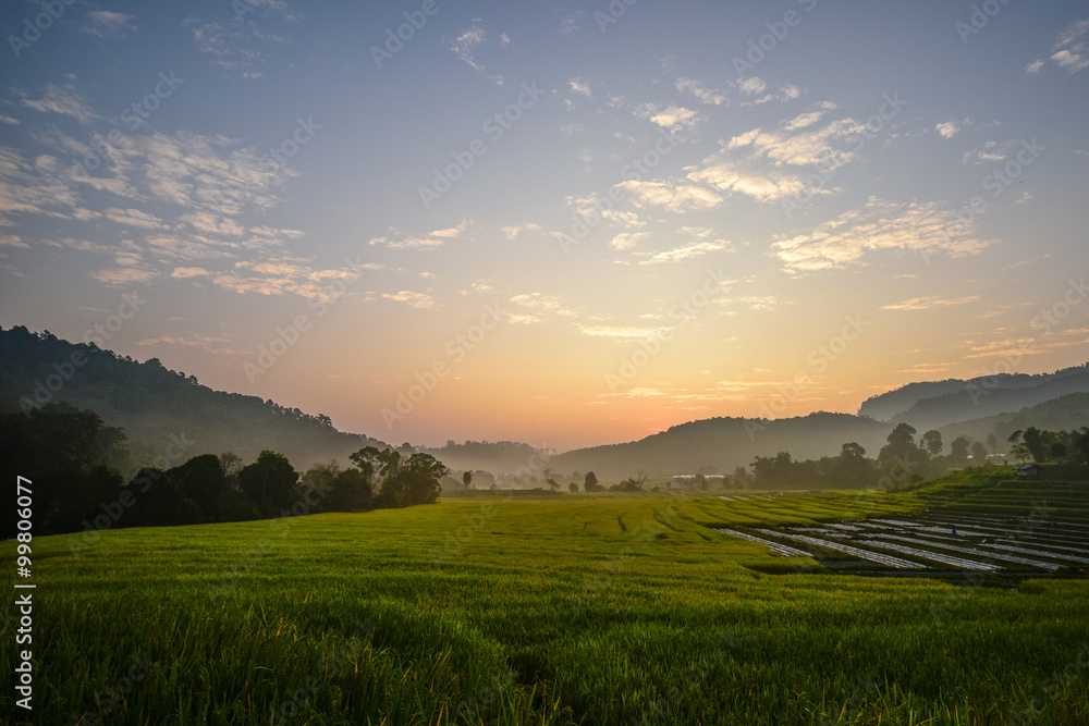 Rice field at Bongpieng Villages, located at Chiang Mai in Thailand