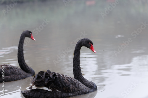 Fototapeta Naklejka Na Ścianę i Meble -  Black swan