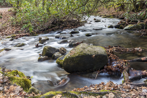 Stream Winding Through a Forest - Tennessee