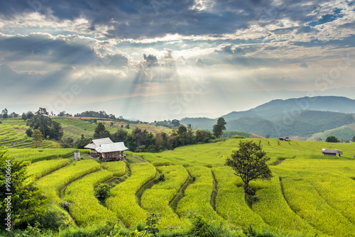 Rice field at Bongpieng Villages, located at Chiang Mai in Thailand