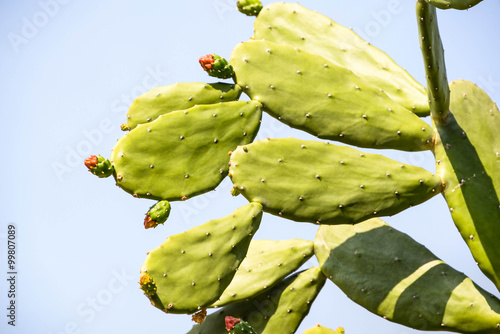 cactus