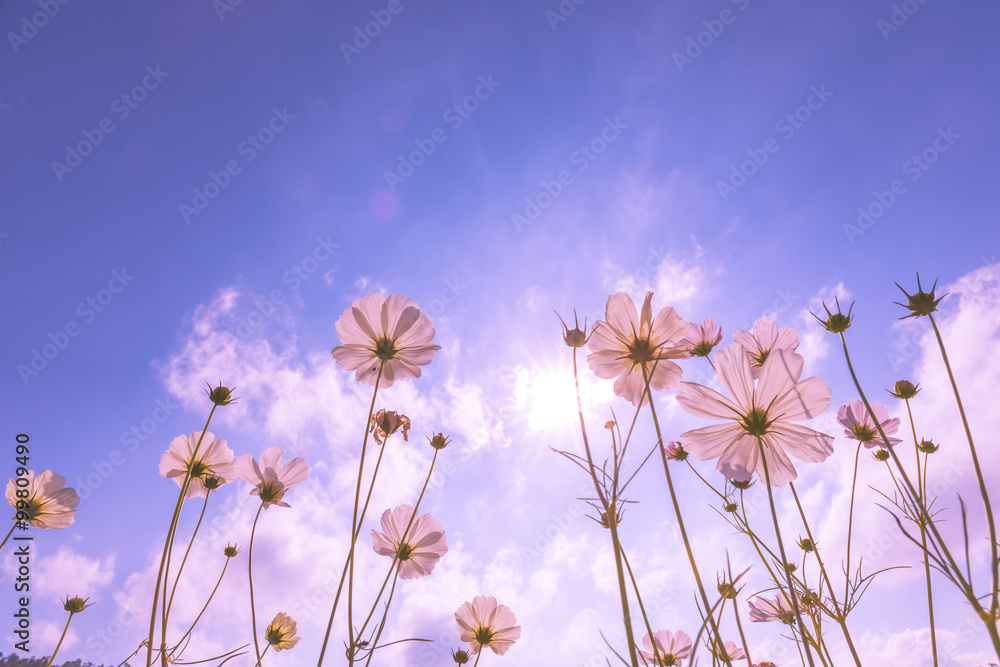 purple, pink, red, cosmos flowers in the garden with blue sky and sunlight background in vintage pink style soft focus.
