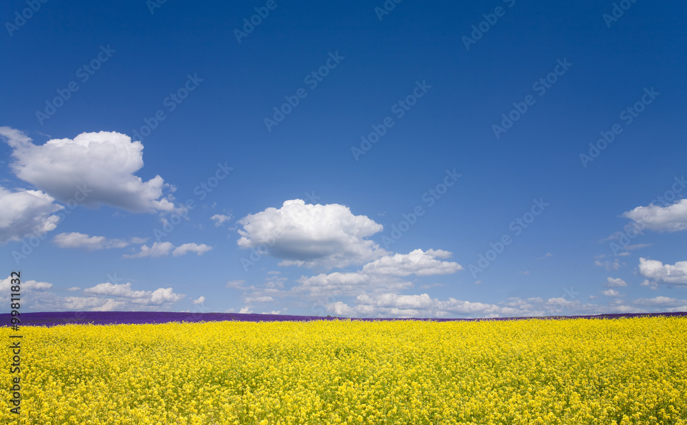 Flower field and blue sky with clouds. Flower field and blue sky with clouds.
