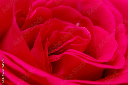 red rose as a background