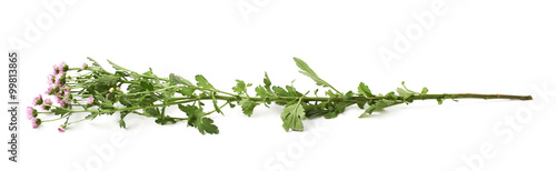 Single tall chrysanthemum flower isolated