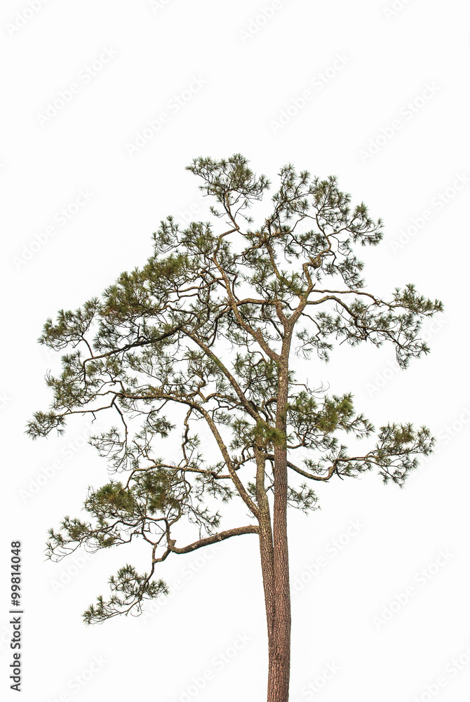 Obraz premium Tree isolated.