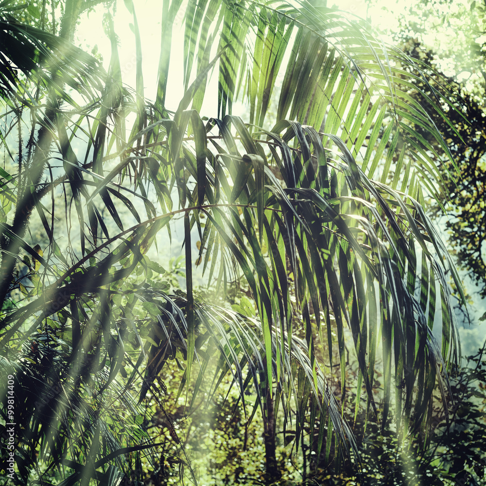 Obraz premium Summer forest jungle