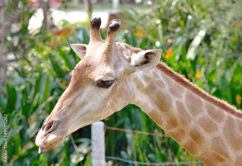 Closeup of Giraffe