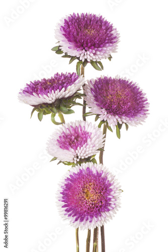 Fototapeta Naklejka Na Ścianę i Meble -  china aster