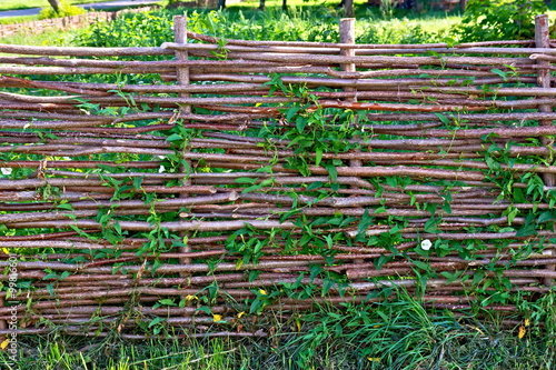 Fence wicker willow with bindweed