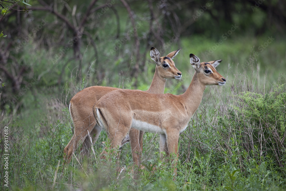 Obraz premium Baby Impalas