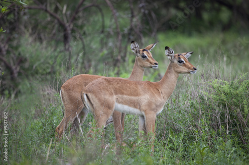 Baby Impalas