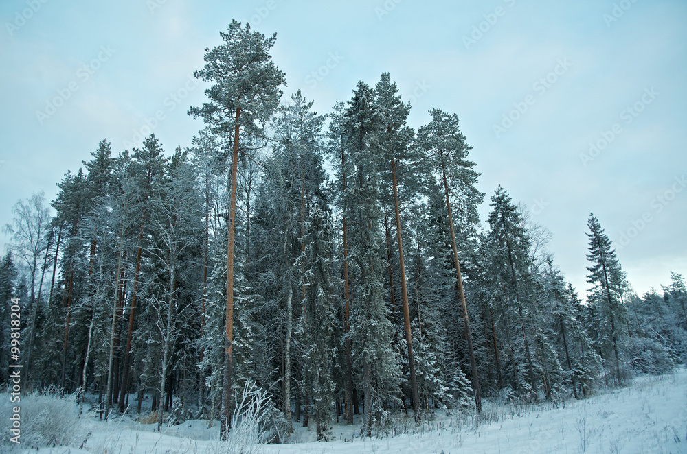 Fototapeta premium Winter landscape.