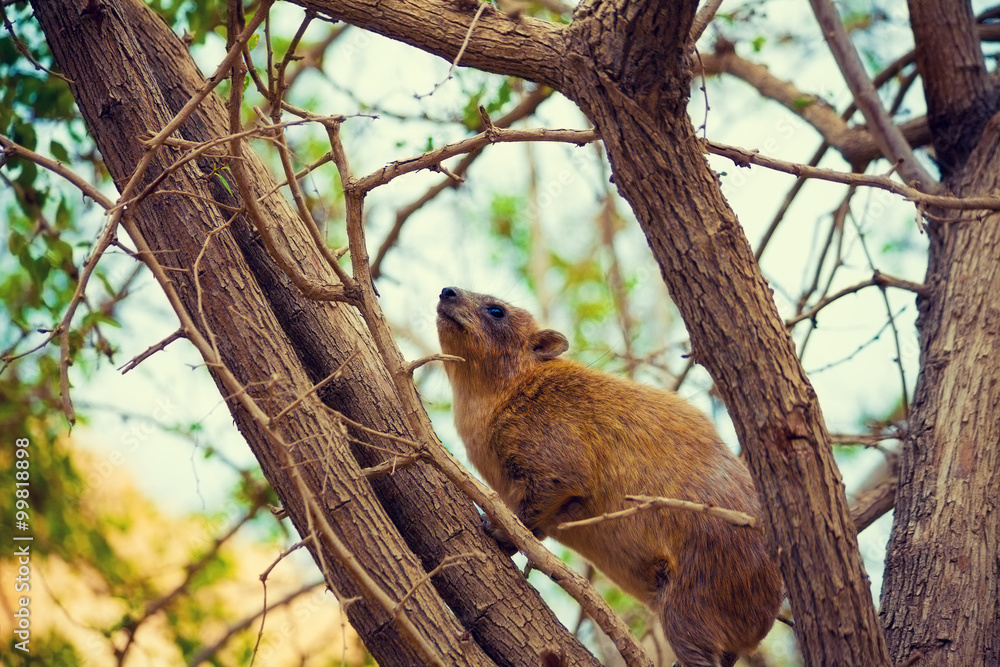 Rock hyrax on the tree Rock hyrax on the tree