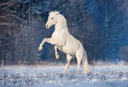Beautiful white andalusian stallion rearing up in winter