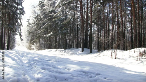 Wallpaper Mural Pathway in the snowy winter forest
 Torontodigital.ca