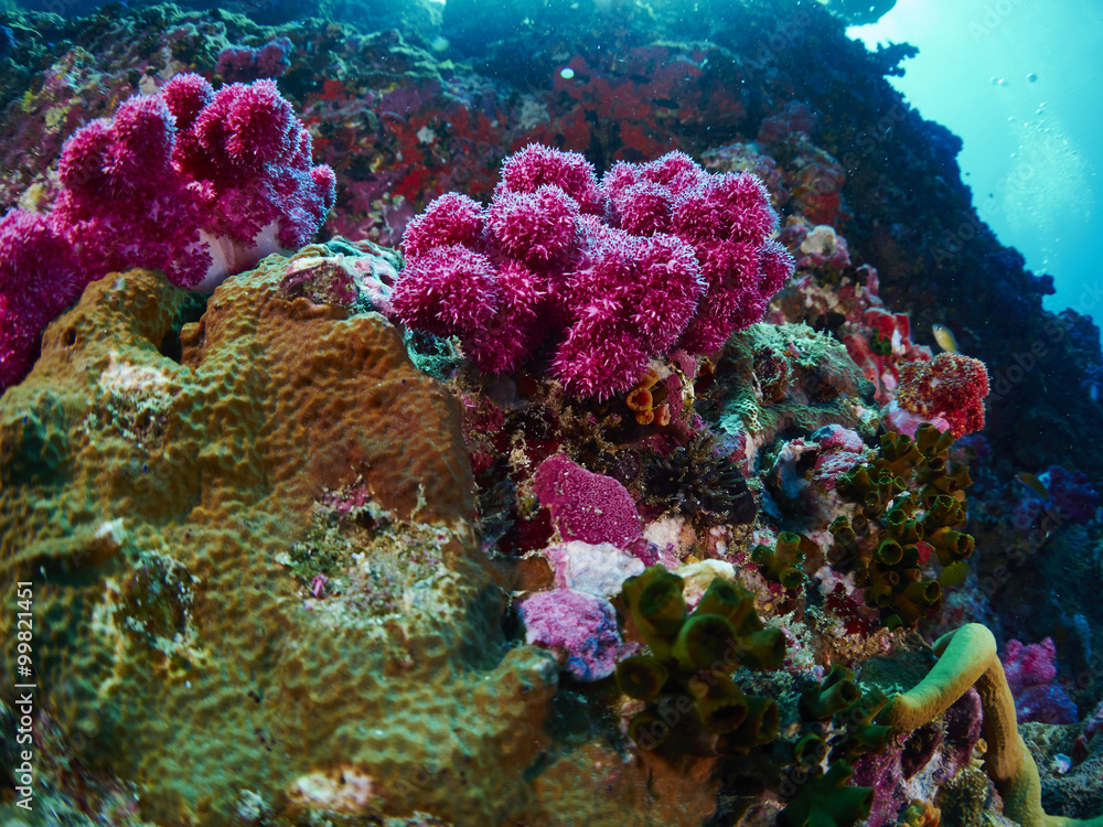 soft coral with diver