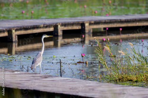 Grey Heron with lotus