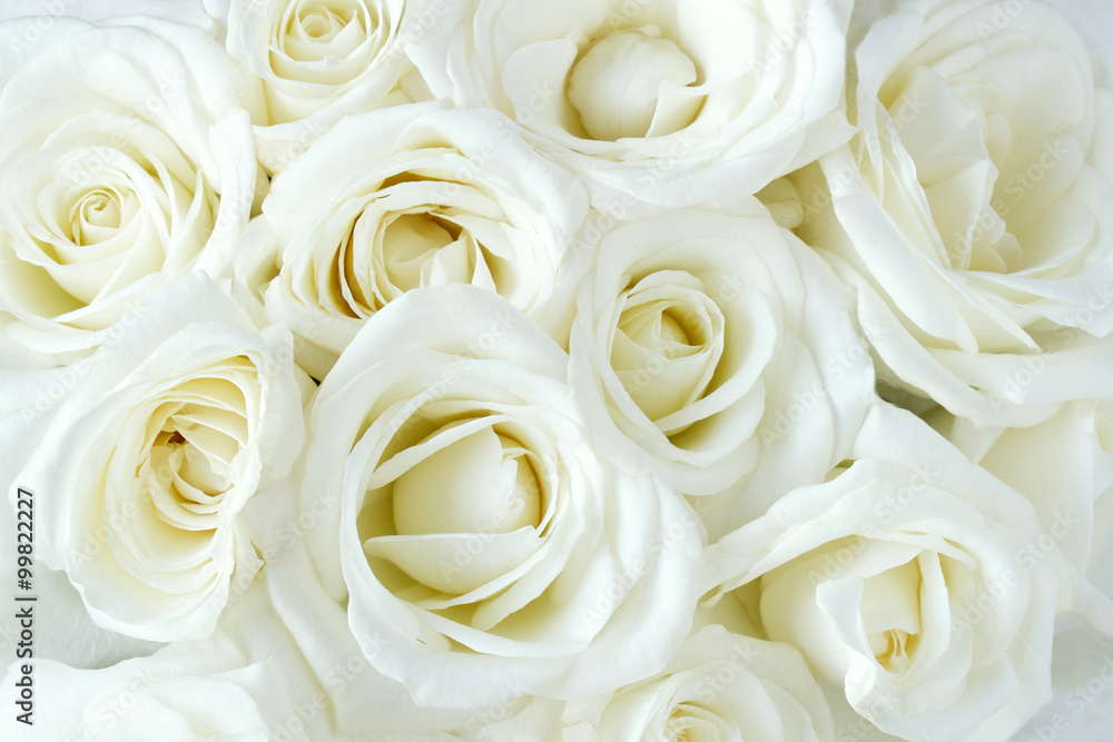 Fototapeta premium Miękkie białe dmuchane róże