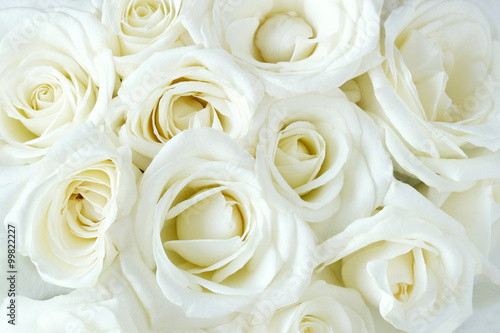 Soft full blown white roses