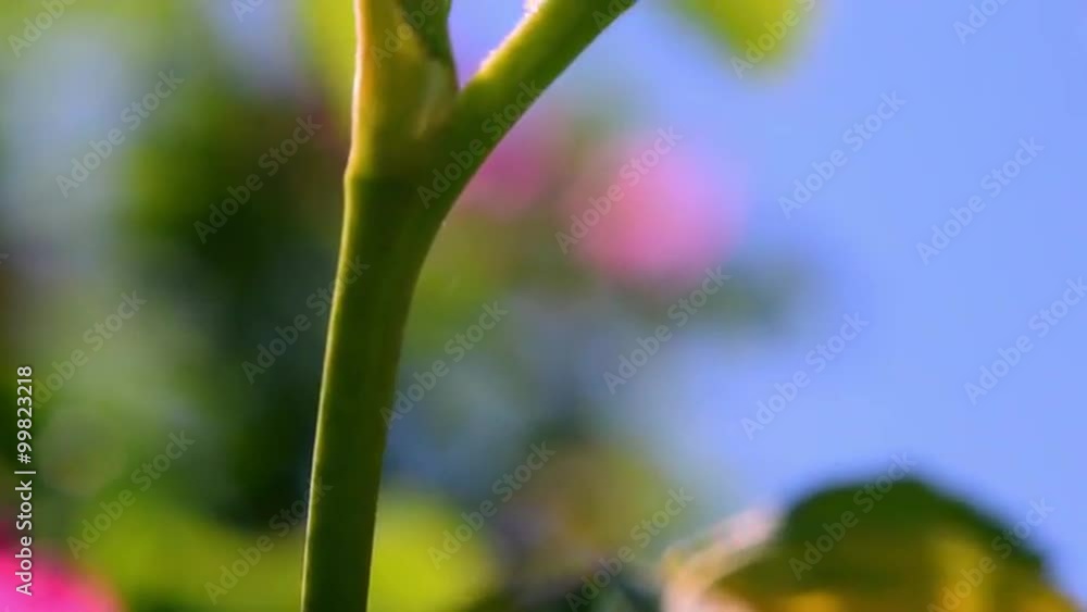 Impressive panoramic scene with wild rose closeup against blue sky. Excellent natural sunny background of beautiful flower on the wind. Shallow dof. Slow motion full HD footage 1920x1080
Impressive panoramic scene with wild rose closeup against blue sky. Excellent natural sunny background of beautiful flower on the wind. Shallow dof. Slow motion full HD footage 1920x1080