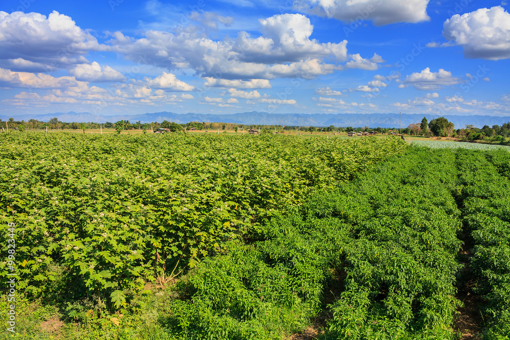 agriculture field agriculture field