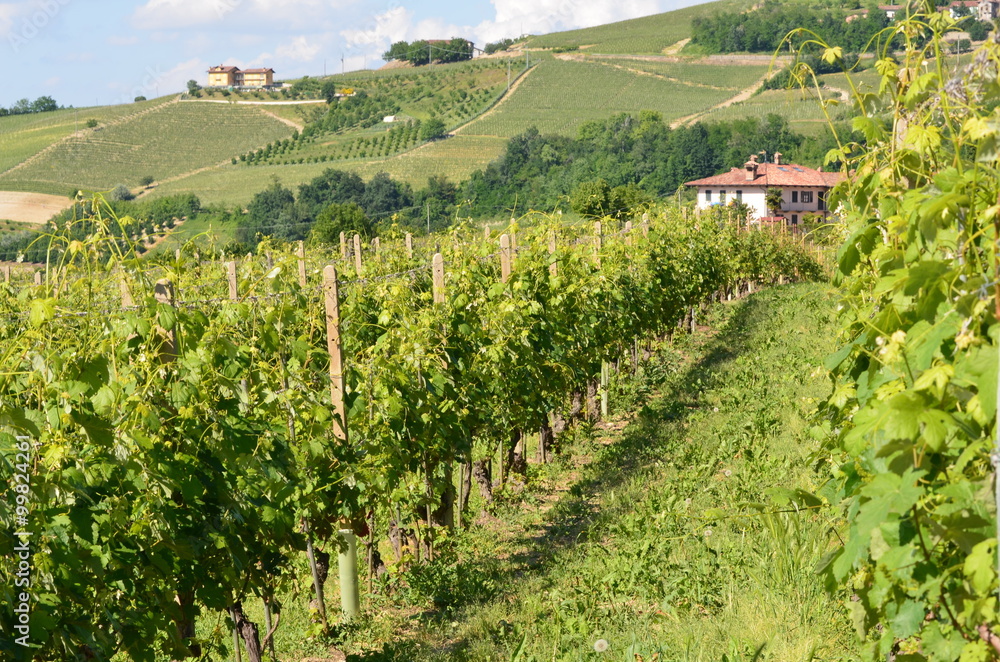 Fototapeta premium gita in langa