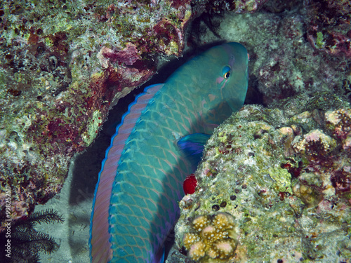 Purplestreak Parrotfish photo