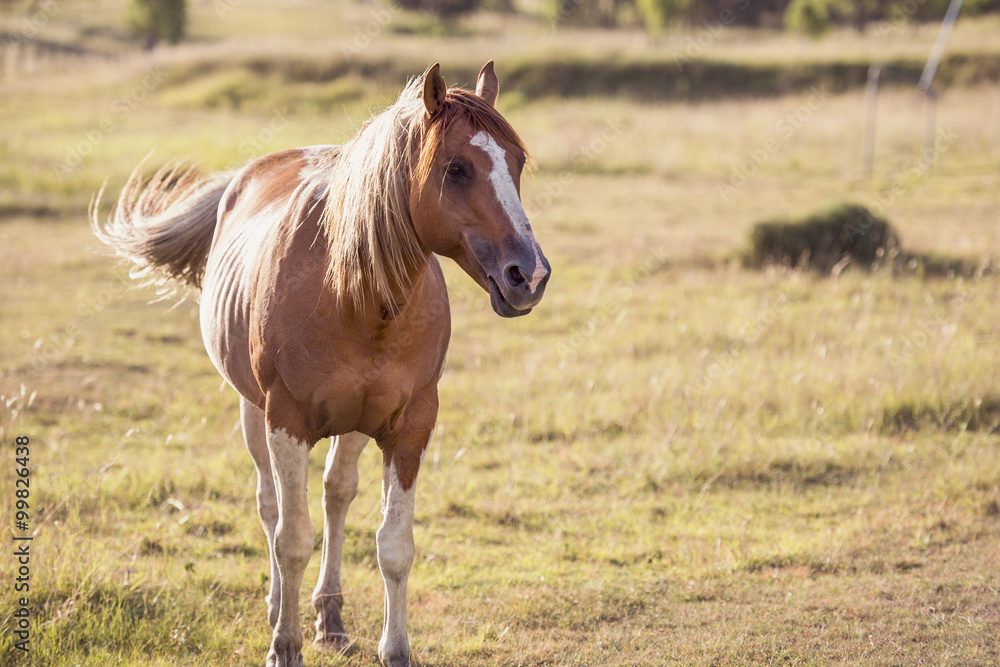 Single horse in the outback, in Brisbane - Queensland. Single horse in the outback, in Brisbane - Queensland.