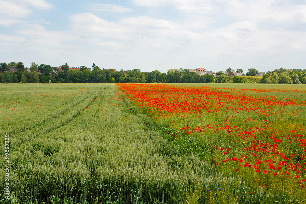 Red blooming poppy, huge field of blossoming flowers Red blooming poppy, huge field of blossoming flowers