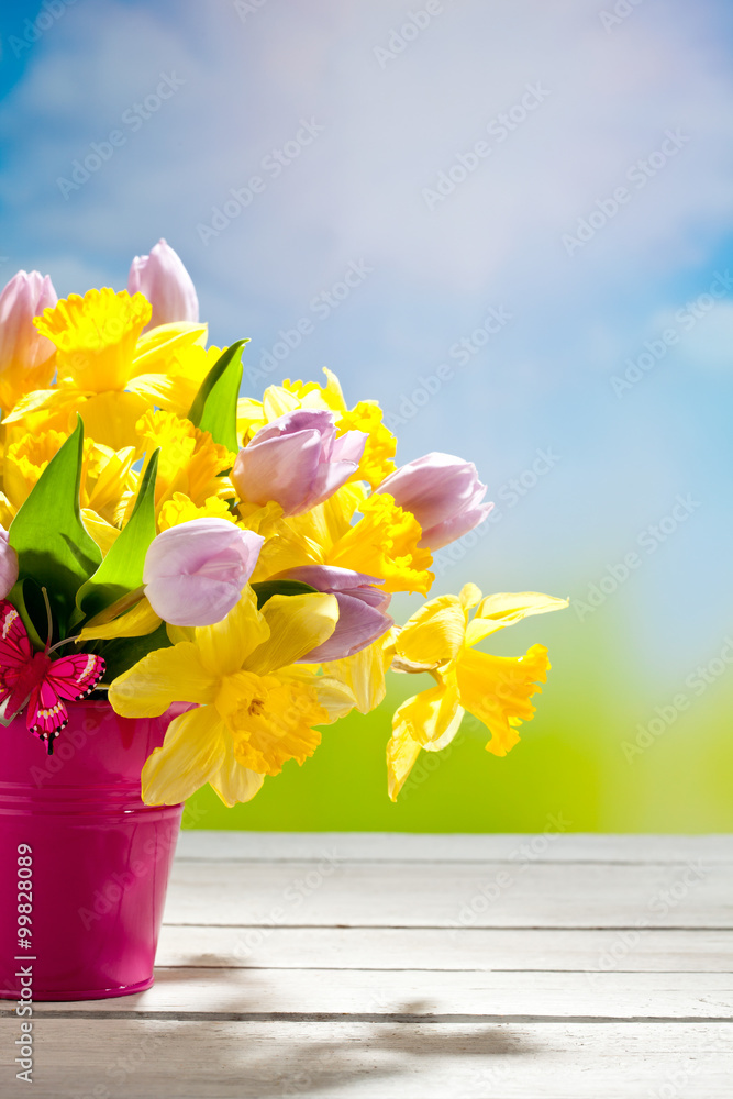 Tulpen (Tulipa), und Narzissen (Narcissus), Osterglocken, gelb, - obrazy, fototapety, plakaty 