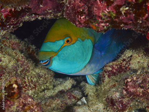 Purplestreak Parrotfish