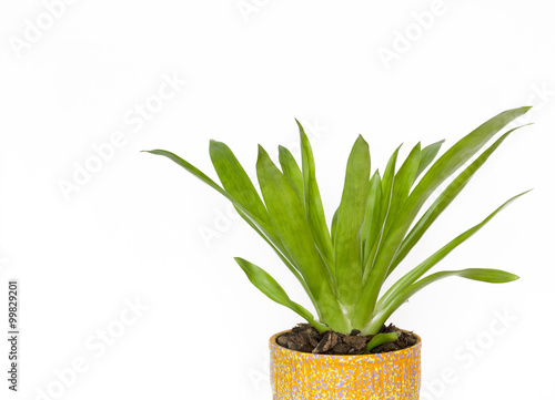 The indoor flower / herb in pot. 