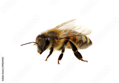 bee