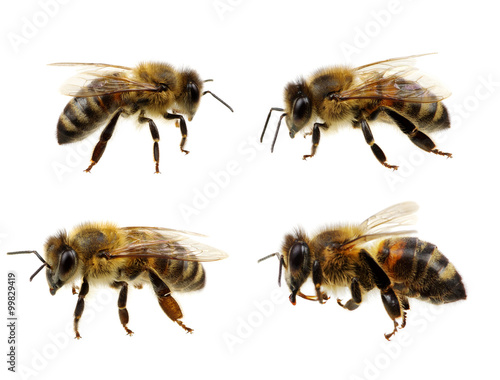 Set of bee
