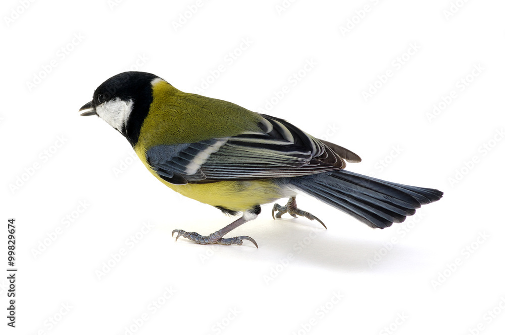 Naklejka premium great tit