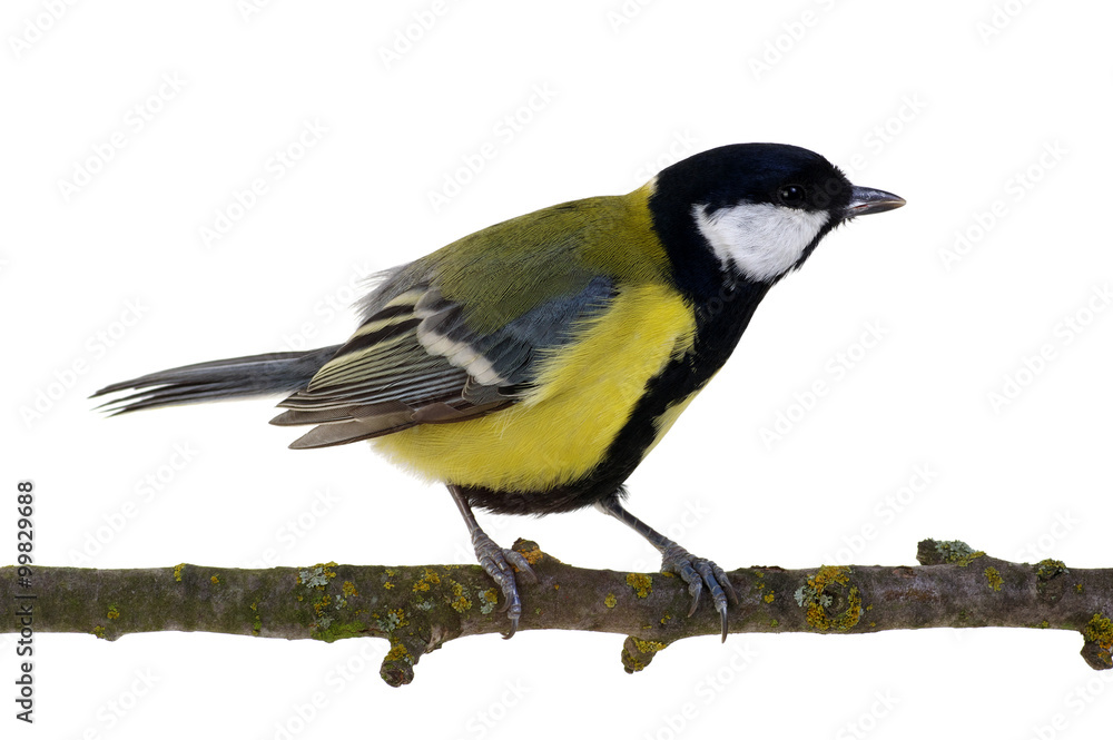 Fototapeta premium great tit