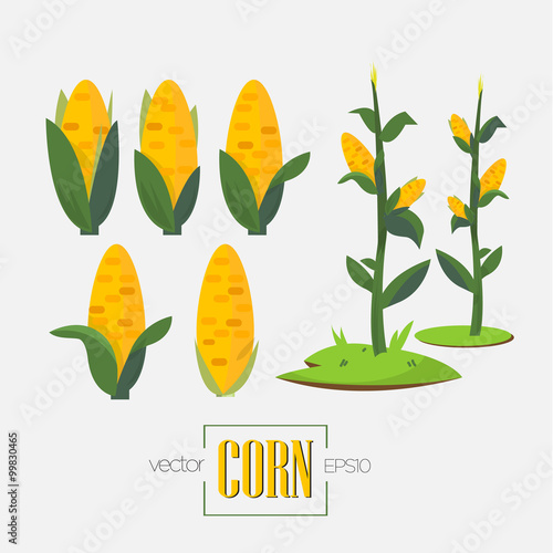 corns and corn tree - vector
