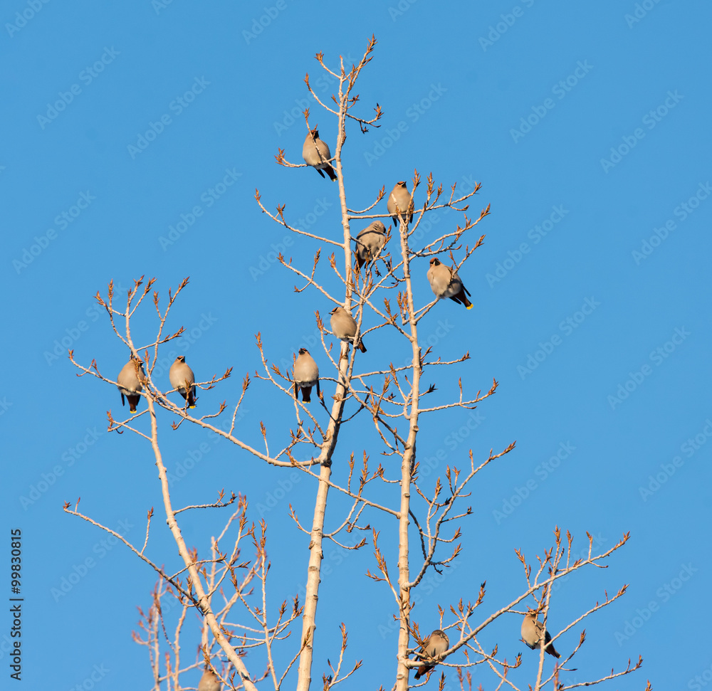Flock of Bohemian Waxwing Perched on Tree Flock of Bohemian Waxwing Perched on Tree