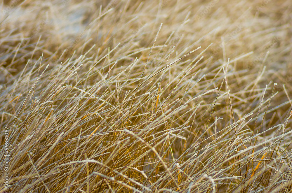 dry grass winter morning dry grass winter morning