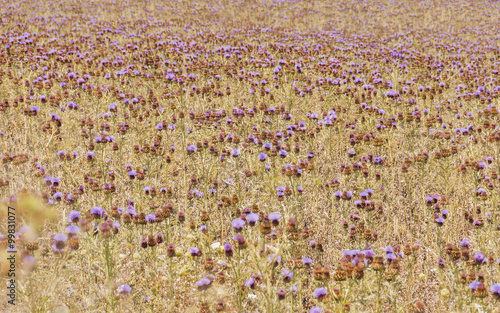 Alghero, Stadt, Landwirtschaft, Fertilia, Felder, Anbau, Cynara, Pflanze, Blütenfeld, Ernte, Sommer, Sommerhitze, Insel, Sardinien, Italien photo